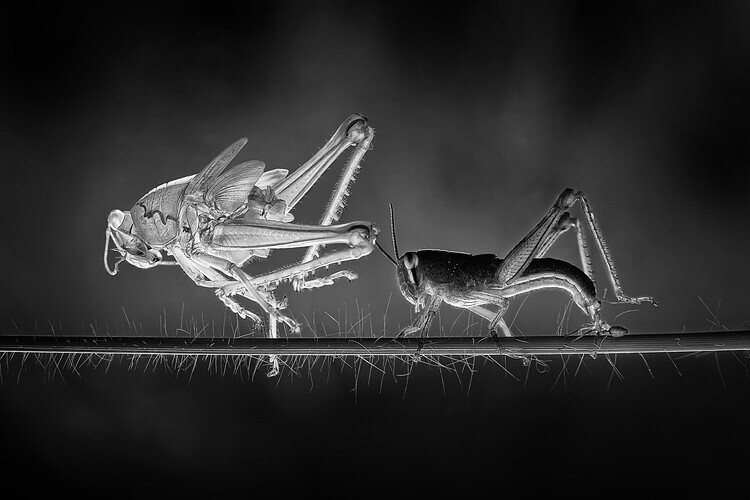 Adhi Prayoga Plakát, Obraz - Molting Grasshopper, Adhi Prayoga, 40 × 26.7 cm