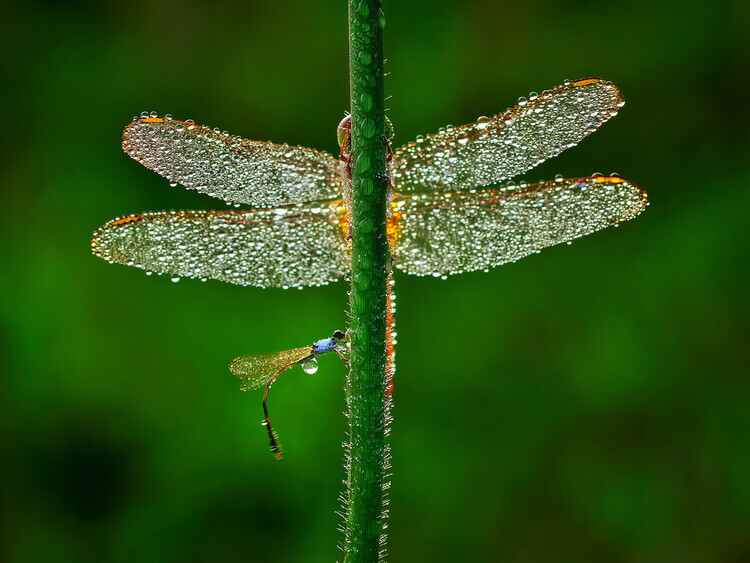 Adhi Prayoga Plakát, Obraz - Dragonfly, Adhi Prayoga, 40 × 30 cm