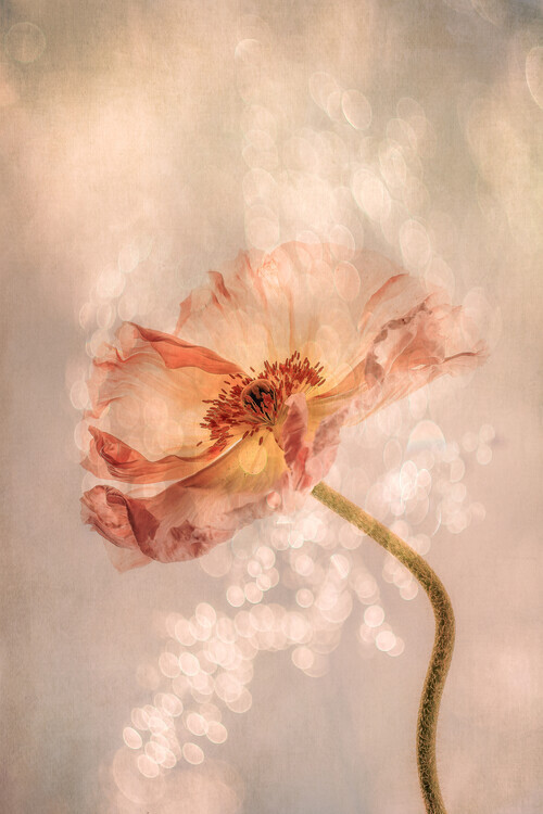 Hilda van der Lee Plakát, Obraz - Radiant poppy, Hilda van der Lee, 26.7 × 40 cm