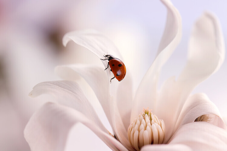 Ellen van Deelen Plakát, Obraz - Ladybird with Magnolia, Ellen van Deelen, 40 × 26.7 cm