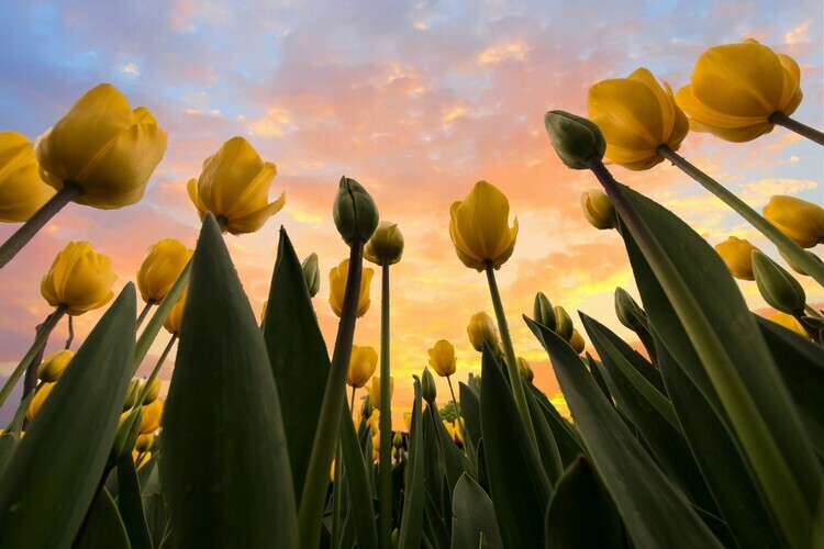 Merthan Kortan Plakát, Obraz - Yellow Tulips, Merthan Kortan, 40 × 26.7 cm