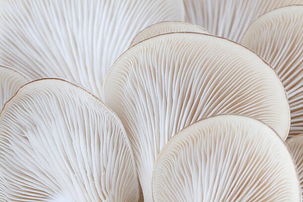 alanphillips Plakát, Obraz - Close up of white colored Oyster mushroom, alanphillips, 40 × 26.7 cm