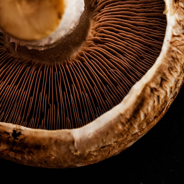 Flavia Morlachetti Plakát, Obraz - Mushroom detail, Flavia Morlachetti, 40 × 40 cm