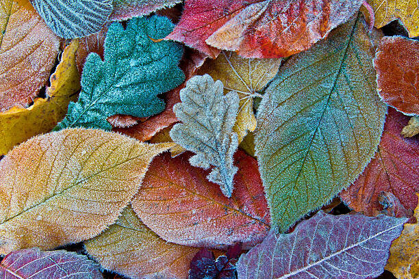 sagarmanis Plakát, Obraz - Colorful autumn leaves with frost. Frosty, sagarmanis, 40 × 26.7 cm