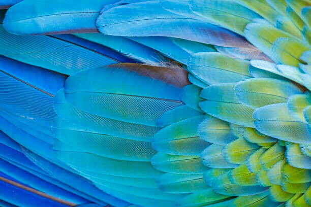 agustavop Plakát, Obraz - Colorful Parrot macaw wing - tropical, agustavop, 40 × 26.7 cm
