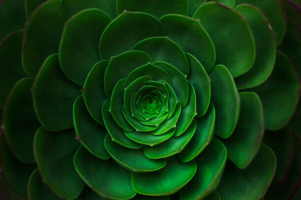Olga Kushner Plakát, Obraz - Succulent plant background., Olga Kushner, 40 × 26.7 cm