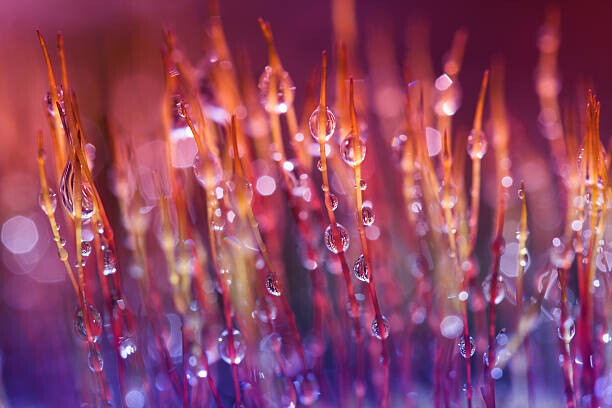 lienkie Plakát, Obraz - moss macro, lienkie, 40 × 26.7 cm