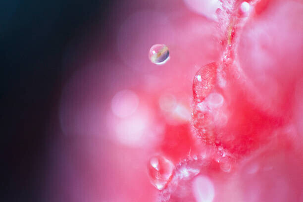 Ralf Hiemisch Plakát, Obraz - Extreme close-up of raspberry, Ralf Hiemisch, 40 × 26.7 cm
