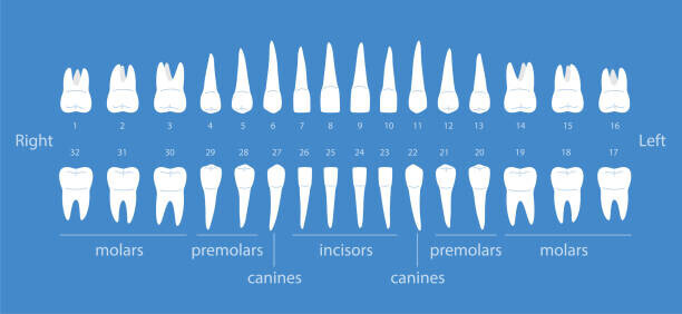 hakule Plakát, Obraz - The diagram of human teeth, vector illustration, hakule, 50 × 23.1 cm