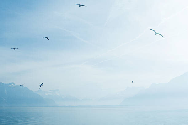 ZenShui/Matthieu Spohn Plakát, Obraz - Switzerland, gulls flying over Lake Geneva, ZenShui/Matthieu Spohn, 40 × 26.7 cm