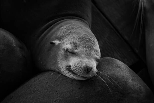 Wirestock Plakát, Obraz - Grayscale closeup shot of a cute sleeping seal, Wirestock, 40 × 26.7 cm