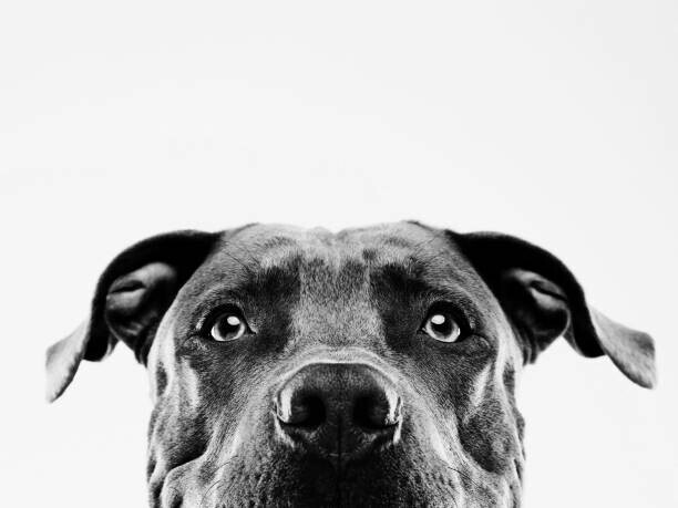 SensorSpot Plakát, Obraz - Black and white pit bull dog studio portrait, SensorSpot, 40 × 30 cm