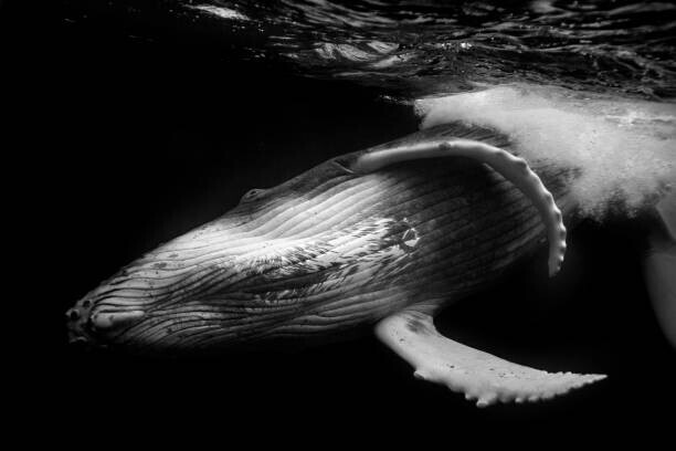 Philip Thurston Plakát, Obraz - Close up of playful juvenile Humpback, Philip Thurston, 40 × 26.7 cm