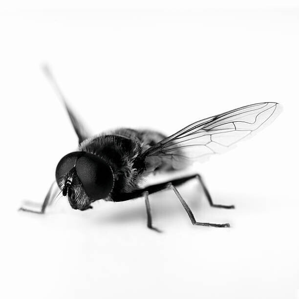 Adam Gault Plakát, Obraz - Close up of black and white hoverfly, Adam Gault, 40 × 40 cm