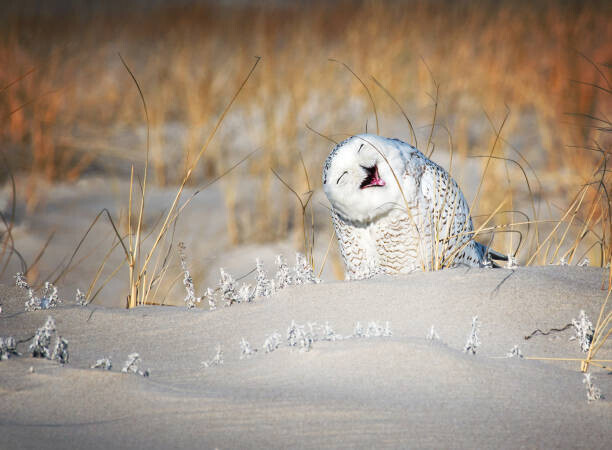 Vicki Jauron, Babylon and Beyond Photography Plakát, Obraz - Snowy Owl Having a Good Laugh, Vicki Jauron, Babylon and Beyond Photography, 40 × 30 cm