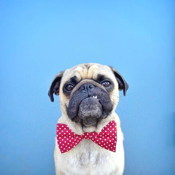 jermzlee Plakát, Obraz - Portrait of a Pug dog wearing bow tie, jermzlee, 40 × 40 cm