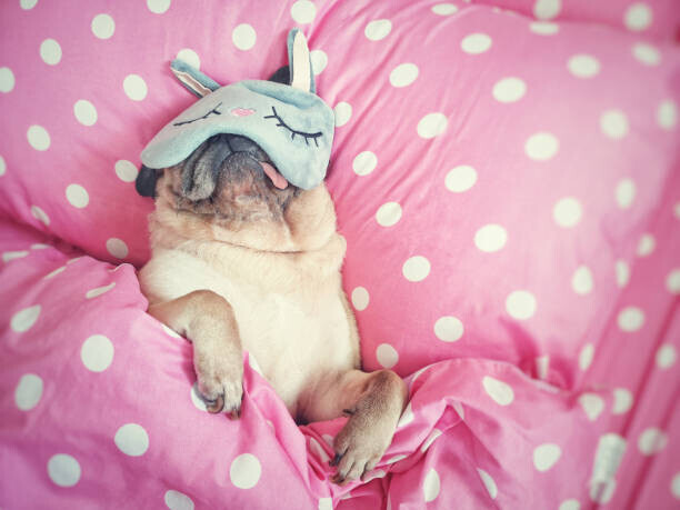 fongleon356 Plakát, Obraz - Cute pug dog sleep rest with, fongleon356, 40 × 30 cm