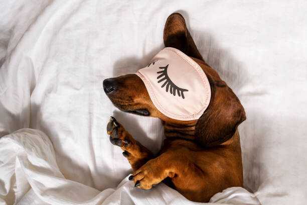 Oksana Restenko Plakát, Obraz - An adult red-haired dachshund is resting, Oksana Restenko, 40 × 26.7 cm