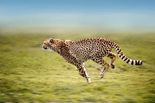 Freder Plakát, Obraz - running cheetah, Freder, 40 × 26.7 cm