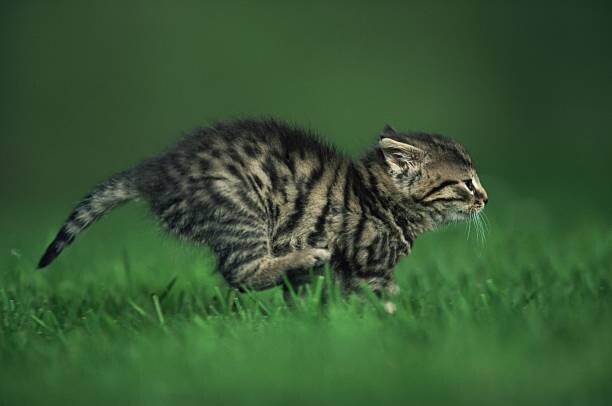 Image Source Plakát, Obraz - Running kitten, Image Source, 40 × 26.7 cm