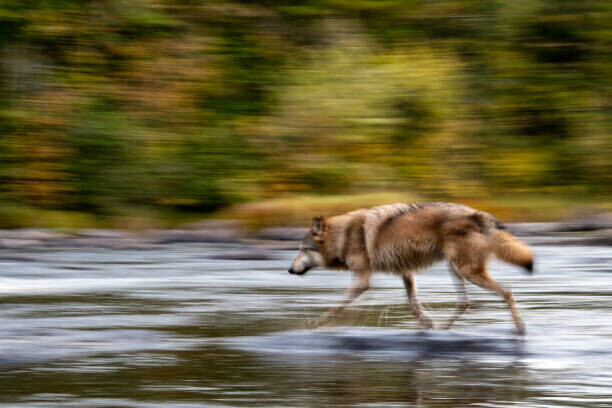 Kathleen Reeder Wildlife Photography Plakát, Obraz - Wolf in the USA, Kathleen Reeder Wildlife Photography, 40 × 26.7 cm