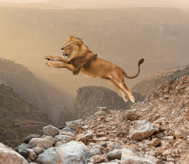 John M Lund Photography Inc Plakát, Obraz - Lion jumping on mountain, John M Lund Photography Inc, 40 × 34.7 cm