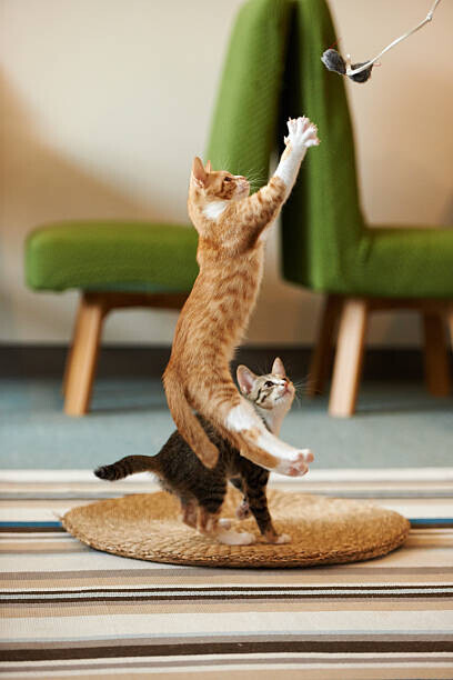 Akimasa Harada Plakát, Obraz - kitten jumping to catch a toy., Akimasa Harada, 26.7 × 40 cm