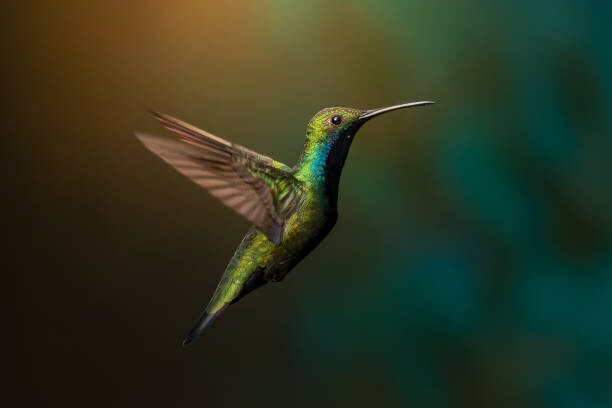 Pablo Ramos / 500px Plakát, Obraz - Close-up of hummingbird flying over water,Jardin, Pablo Ramos / 500px, 40 × 26.7 cm