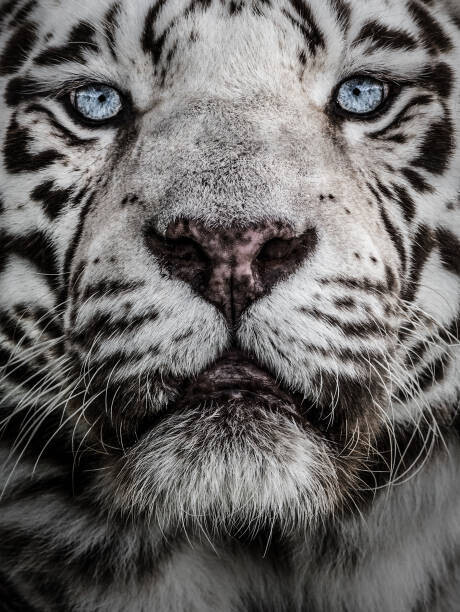 Andy Smith Plakát, Obraz - Look in to my eyes, Andy Smith, 30 × 40 cm