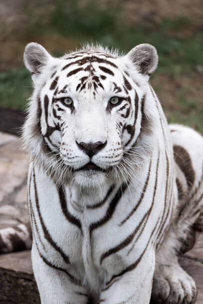 JJAF Plakát, Obraz - Big white tiger in the zoo, JJAF, 26.7 × 40 cm