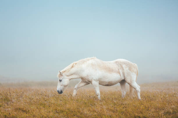 borchee Plakát, Obraz - Icelandic Horse On Pasture, borchee, 40 × 26.7 cm