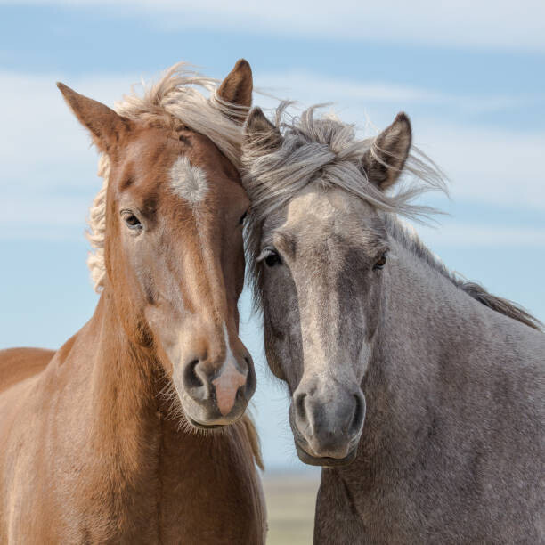 Ruslan Stepanov Plakát, Obraz - A pair of Icelandic horses in Iceland., Ruslan Stepanov, 40 × 40 cm
