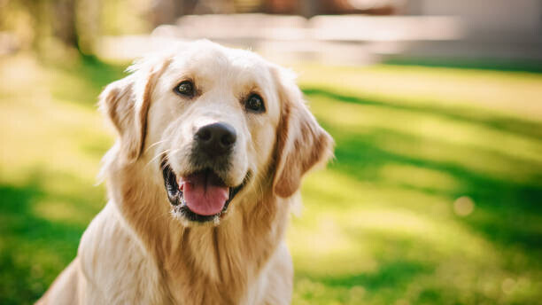 gorodenkoff Plakát, Obraz - Loyal Golden Retriever Dog Sitting on, gorodenkoff, 40 × 22.2 cm
