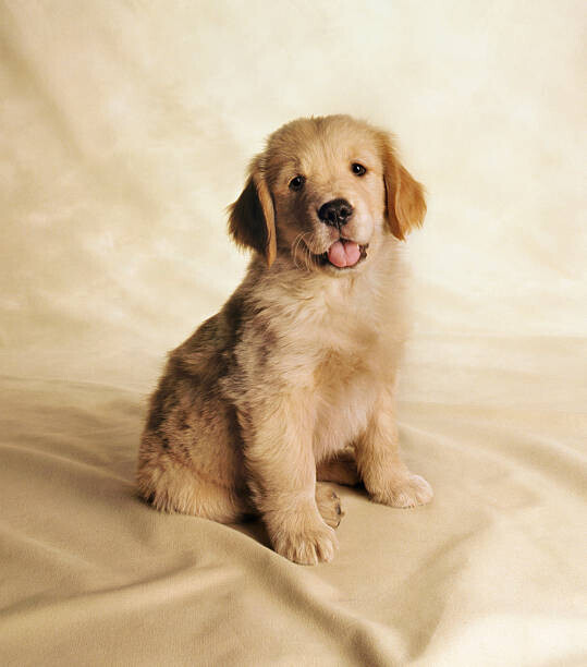 Chris Collins Plakát, Obraz - Golden Retriever Puppy, Chris Collins, 35.2 × 40 cm
