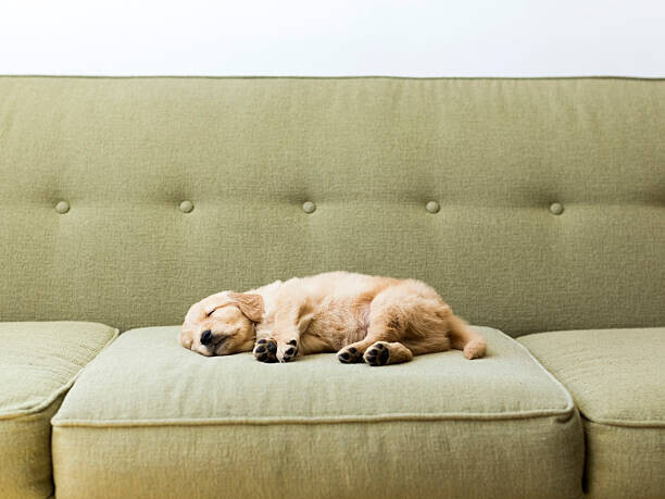 Jessica Peterson Plakát, Obraz - Puppy sleeping on sofa, Jessica Peterson, 40 × 30 cm