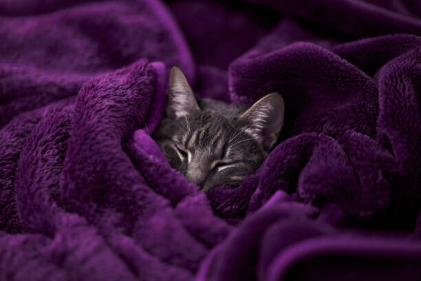 Daniel Lozano Gonzalez Plakát, Obraz - Tabby cat sleeping wrapped on blanket, Daniel Lozano Gonzalez, 40 × 26.7 cm