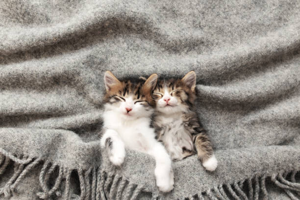 Olena Ivanova Plakát, Obraz - Two little kittens sleep with their, Olena Ivanova, 40 × 26.7 cm