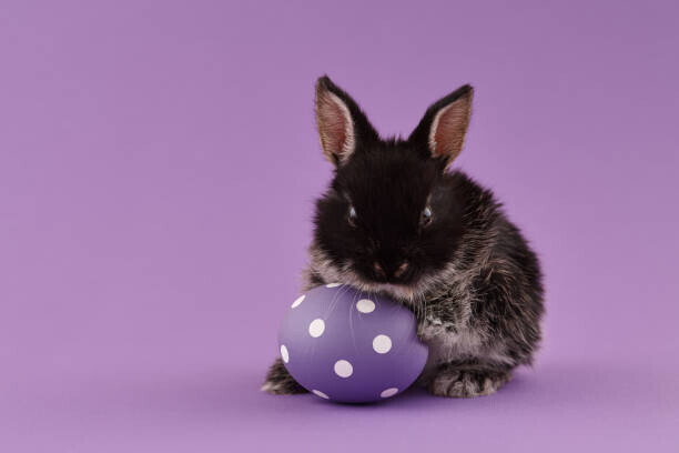 kobeza Plakát, Obraz - Easter bunny rabbit with egg on purple background, kobeza, 40 × 26.7 cm