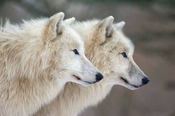 Raimund Linke Plakát, Obraz - Arctic wolves, Raimund Linke, 40 × 26.7 cm