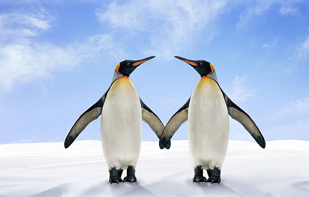 Digital Zoo Plakát, Obraz - Two King Penguins Stand Side by, Digital Zoo, 40 × 26.7 cm