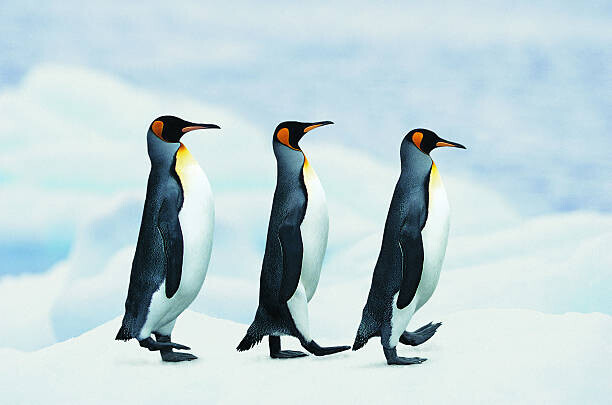 Joel Simon Plakát, Obraz - King Penguins walking in single file, Joel Simon, 40 × 26.7 cm