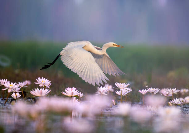 tahir abbas Plakát, Obraz - Great Egret iflying in  water lily pond, tahir abbas, 40 × 26.7 cm