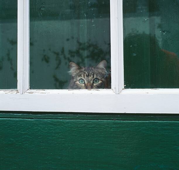Junophoto Plakát, Obraz - Tabby cat looking through a window, Junophoto, 40 × 40 cm