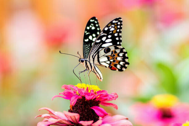 chuchart duangdaw Plakát, Obraz - Butterfly On A Flower with colorful Background, chuchart duangdaw, 40 × 26.7 cm