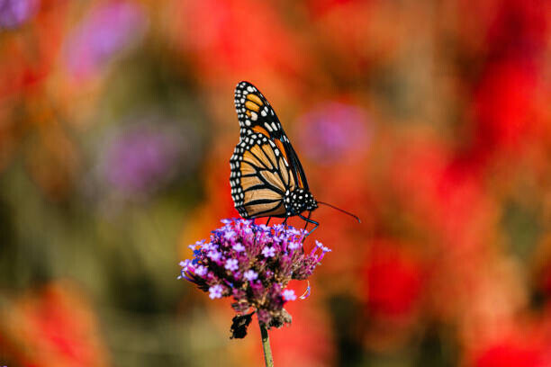 Wendy McCarthy / 500px Plakát, Obraz - Close-up of butterfly pollinating on purple, Wendy McCarthy / 500px, 40 × 26.7 cm