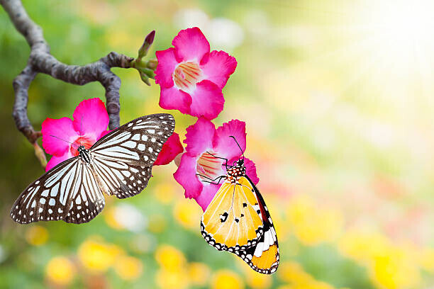 enterphoto Plakát, Obraz - desert rose and butterfly, enterphoto, 40 × 26.7 cm