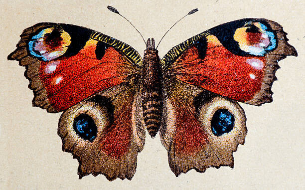 ilbusca Plakát, Obraz - European Peacock , insect animals antique, ilbusca, 40 × 26.7 cm