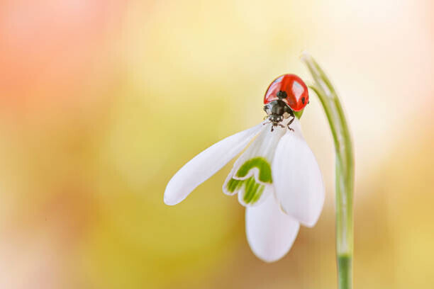 Jacky Parker Photography Plakát, Obraz - Close-up image of a 7-spot ladybird, Jacky Parker Photography, 40 × 26.7 cm