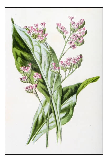 ilbusca Plakát, Obraz - Antique color plant flower illustration: Limonium, ilbusca, 26.7 × 40 cm