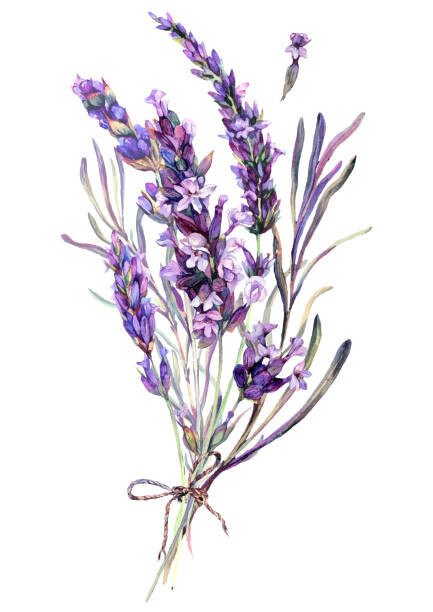 Inna Sinano Plakát, Obraz - Watercolor Illustration of Lavender Bouquet, Inna Sinano, 30 × 40 cm